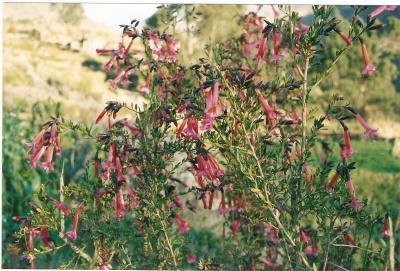 La flor de la cantuta en el valle de Huaral